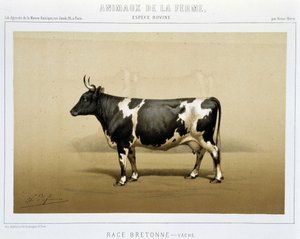 Breton ineği by Unknown artist