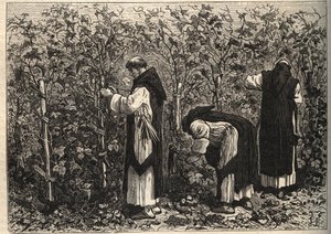 Asma yetiştiren bordo rahipler - Louis Figuier tarafından - 19. yüzyılın sonu by Unknown artist