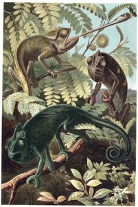 Cameleon - Bukalemunlar veya bukalemunlar (Chamaeleonidae familyası) - Alfred Edmund Brehm
