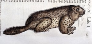 Castor - Conrad Gesner (1516 - 1565), Tiguri