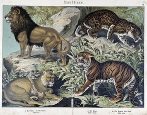 Kediler: aslan, dişi aslan, kaplan - “” Memelilerin doğal tarihleri”, ed. Schreiber by Unknown artist