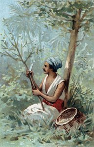 Tarçın bir Seylan soyun. 19. yüzyılın sonlarında kromolitografi. by Unknown artist