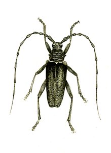 Coleoptera: Cerambyx kahramanları by Unknown artist