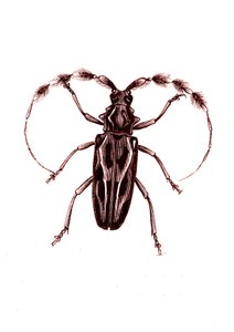 Coleoptera: Lophocerus barbatus by Unknown artist