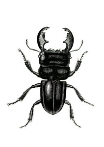 Coleoptera: Odontolarius giganteus by Unknown artist