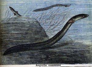 Ortak yılan balığı. 1897