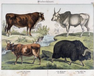 İnek, sığır eti, yack - “” Memelilerin Doğal Tarihi”, ed. Schreiber by Unknown artist
