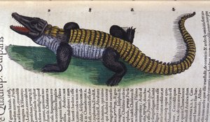 Timsah. Historia Animalium