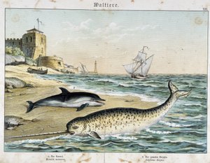 Dauphin ve Narwhal (veya Narwhal), bir cetacean - “” Memelilerin Doğa Öyküleri”, ed. Schreiber by Unknown artist