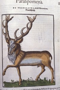 Historia Animalium'dan sonra Geyik, Konrad Gesner, Tiguri by Unknown artist