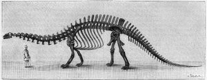 Dinozor İskeleti: “” Brontosaurus excelsus””, Mart. Rocky Dağları