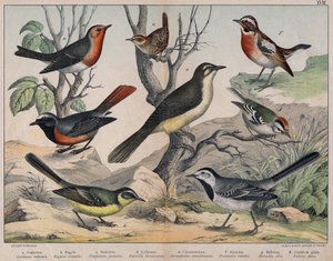 Diverses illustration of birds "History" natural birds". ed. Hoepli, Milan by Unknown Artist