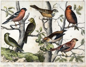 Diverses illustration of birds "History" natural birds". ed. Hoepli, Milan by Unknown Artist