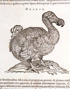 Dodo veya Dronte. Kuş kayboldu - William Piso, Amsterdam tarafından "Hindistan