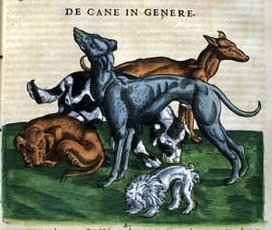 Conrad Gesner, Tiguri 1560, Historia Animalium