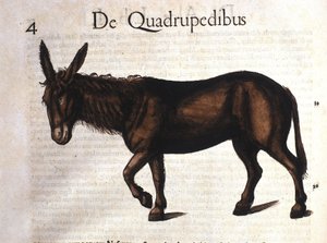 Historia Animalium