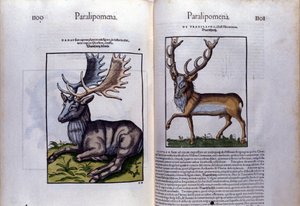 Conrad Gesner (1516 - 1565), Tiguri tarafından Historia Animalium