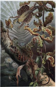 Draco volans, arboreal lezard çeşidi - Draco (cins) (uçan ejderhalar) - Alfred Edmund Brehm
