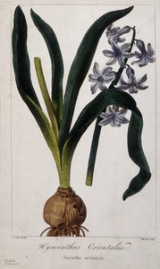 Doğu sümbül (Hyacinthus Orientalia) 19. yüzyılın Asya bitkilerinin botanik kurulu. by Unknown artist