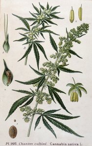 Dişi kenevir bitkisi. 19. yüzyıl gravürü by Unknown artist