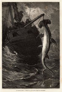 Anastasia Adası yakınlarındaki sularda 7 metre uzunluğunda bir çekiç balığı avı. Florida