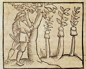 Ağaçların aşılanması, De Agricoltura Vulgare