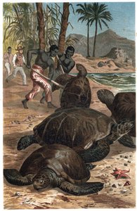Yeşil kaplumbağa veya Atlantik kaplumbağası - Yeşil deniz kaplumbağası (Chelonia mydas) - Alfred Edmund Brehm