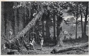 Cinchona kabuğu hasat - Quinquina (Cinchona officinalis) by Unknown artist