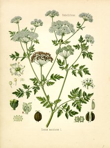Hemlock (renkli taş) by Unknown artist