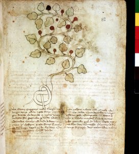Ot “” Idriam Maggiore””” veya çimen “” basit bir düğüm şeklinde”””. Botanik kurulu, Biblioteca comunale di Rimini by Unknown artist