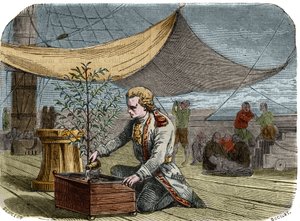 Kafenin tarihi: Kaptan Gabriel de Clieu (Declieux, Desclieux) (1687/1678- yaklaşık 1774), Kral XIV. Louis tarafından 1725