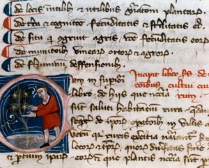 Bahçıvanlık: meyve hasadı. Detay. El yazması sayfası (MS.s.vi) Pietro de Crescenzi (Hilal Taşı veya Crescens Taşı) (1233-1320) tarafından yazılan “Tarımsal Tedavi” 14. yüzyıl Cesena, Biblioteca Malatestiana by Unknown artist