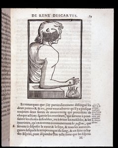 İnsan duyu sistemi beyne bağlanır - “Rene Descartes