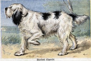 Av Köpeği: Barbet