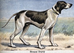 Av köpeği: Braque Dupuy by Unknown artist