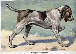 Av köpeği: Alman Braque by Unknown artist