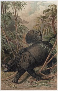 Hint gergedanı - Hint gergedanı (Rhinoceros unicornis) - Alfred Edmund Brehm