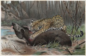 Jaguar (Panthera onca) - Alfred Edmund Brehm