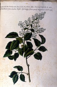 Yasemin dalı. 17. yüzyıldan kalma bir herbaryumdan plaka by Unknown artist