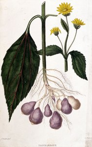 Kudüs enginar - botanik kurulu by Unknown artist