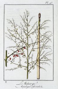 Kuşkonmaz (Asparagus Officinalis) - J.C. Philibert, Imprimerie de Crapelet, Paris tarafından düzenlenen “Tüccarların kullanımı için botanik egzersizleri” bölümünde by Unknown artist
