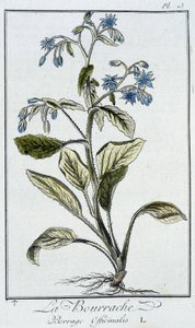 Borage (Borago Officinalis) - J.C. Philibert, Imprimerie de Crapelet, Paris tarafından yazılan “Tüccarların kullanımı için botanik egzersizleri” bölümünde by Unknown artist