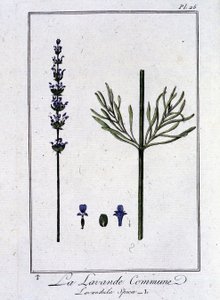 Ortak Lavanta (Lavandula Spica) - J.C. Philibert, Imprimerie de Crapelet, Paris tarafından yazılan “Tüccarlar için botanik alıştırmaları” bölümünde by Unknown artist