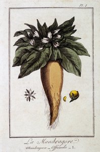 Mandrake (Mandragora Officinalis) - JC Philibert, Imprimerie de Crapelet, Paris tarafından düzenlenen “Tüccarların kullanımı için botanik alıştırmaları” bölümünde by Unknown artist