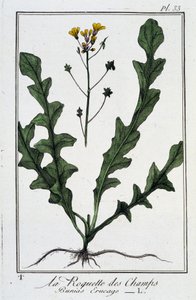 La Roquette des Champs (Bunias Erucago) - J.C. Philibert, Imprimerie de Crapelet, Paris tarafından yazılan “Tüccarların kullanımı için botanik egzersizleri” bölümünde by Unknown artist