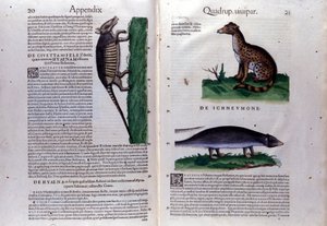 La civette, la sırtlan ve la mangouste, Hayvanların Tarihinde Conrad Gesner (1516 - 1565), Tiguri by Unknown artist