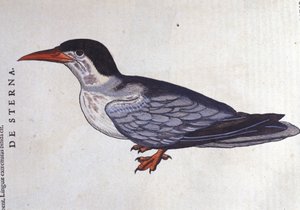 Historia Animalium de Conrad Gesner (1516 - 1565), Tiguri