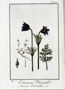 Anemone pulsatilla - J.C. Philibert, Imprimerie de Crapelet, Paris tarafından yazılan “Tüccarların kullanımı için botanik egzersizleri”nde by Unknown artist