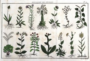 Yaprakların düzeni: "" içinde Flora Françoise veya Fransa