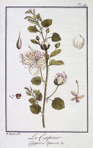 Le Caprier (Capparis Spinosa) - “Egzersizler de botanik à l
